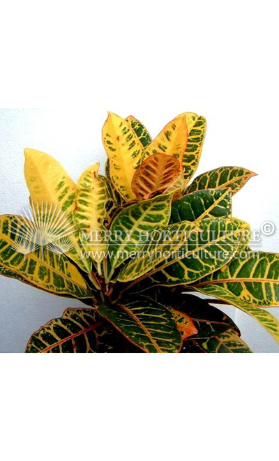 Codiaeum variegatum Petra'